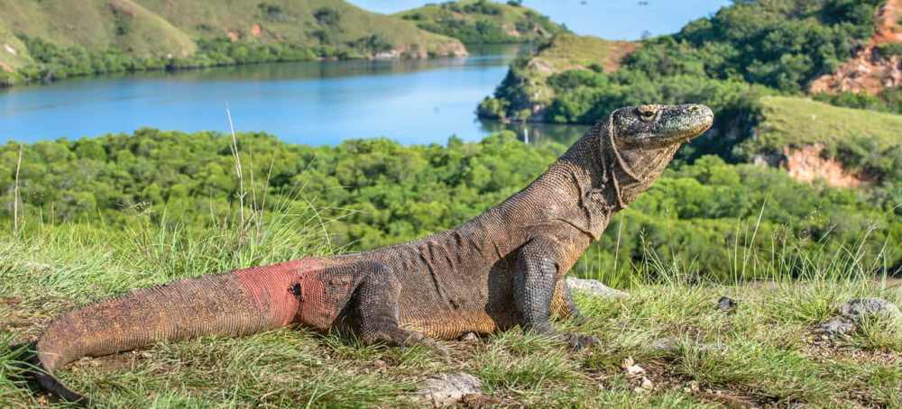 Paket Komodo